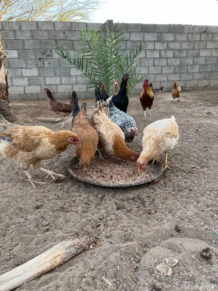 دجاج بياض كفو 6