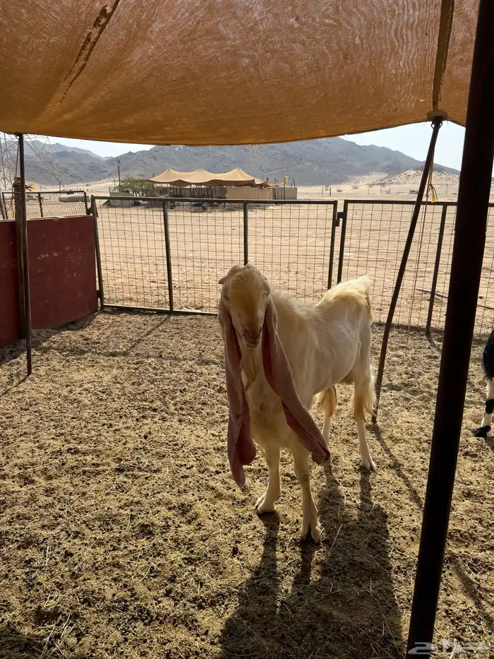 للبيع تيس فحل هولندي مشروط 7