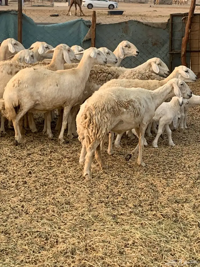 للبيع غنم حريات مواليد ودفيع 6