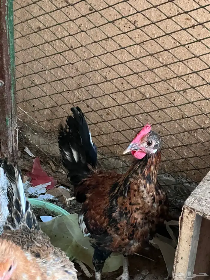 4 دجاجات وديك للبيع 2