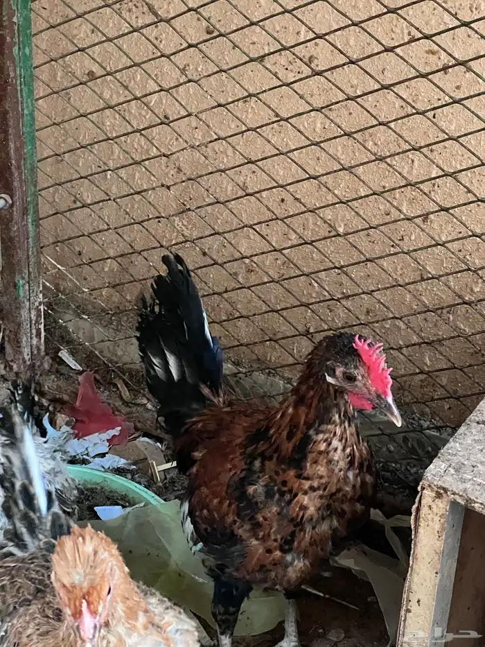 4 دجاجات وديك للبيع 10