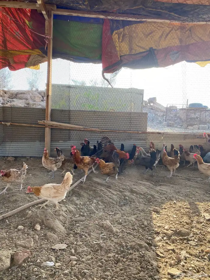 دجاج بلدي بياض شرط فواتح حمر 25