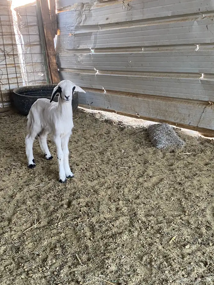 للبيع داغور خروف حري 3
