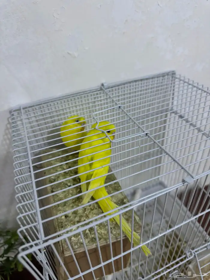 عصافير للبيع مع اكلهاا 1