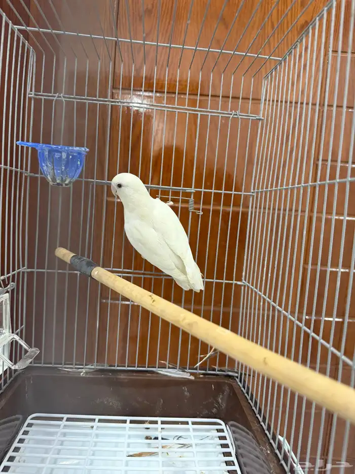 أنث روز البينو 0