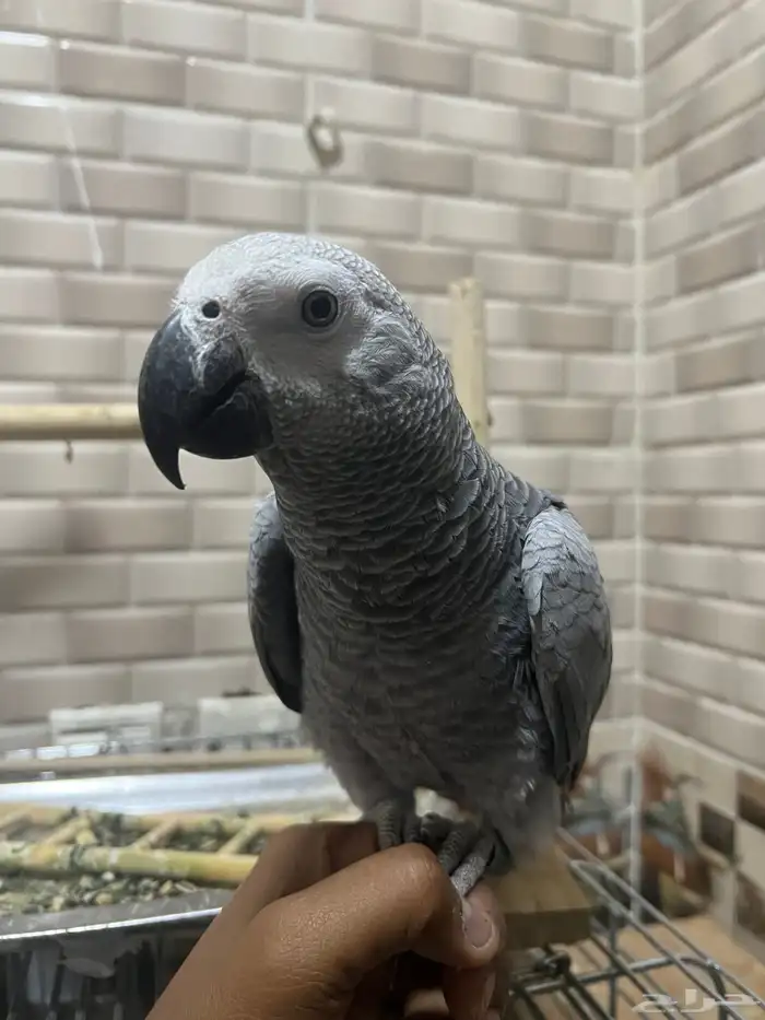 ببغاء كاسكو 1