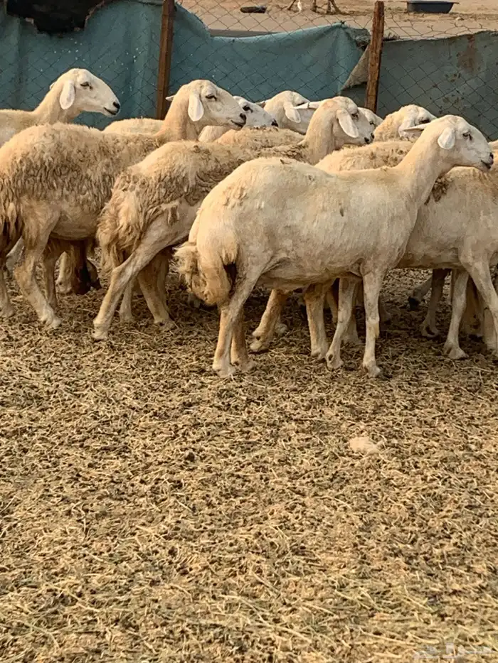 للبيع غنم حريات مواليد ودفيع 8