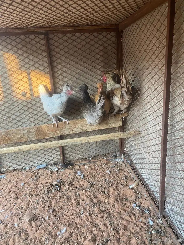 دجاج كويتي 1