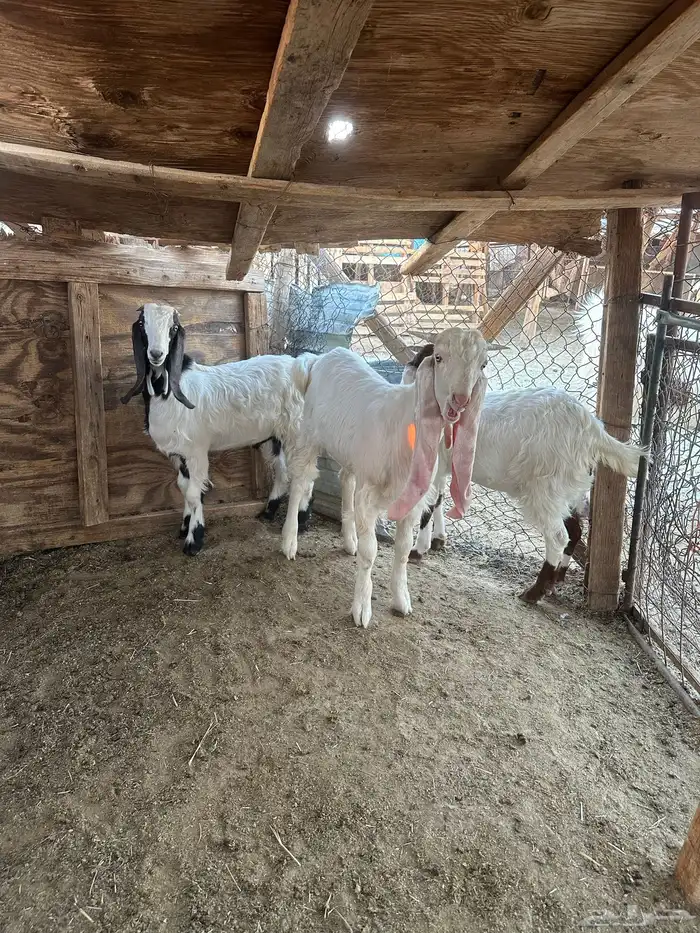 تيوس للبيع 4