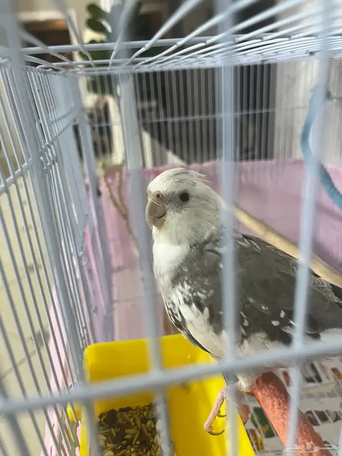 كروان هولندي صحه ممتازه متكلم يوجد فديو يمكن التواصل واتساب 1