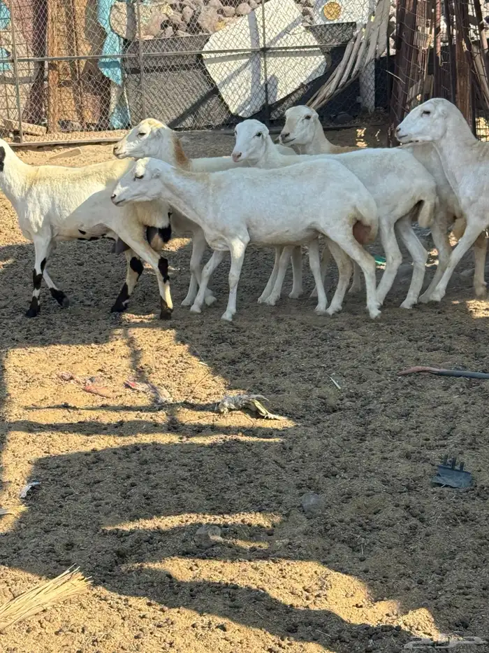 ضان رفيديات صنف 3