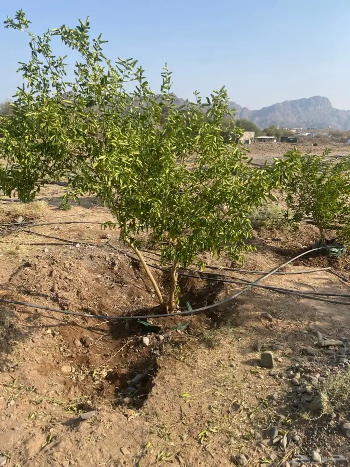 اشجار ليمون بن زهير مثمره عمرخمس سنوات مقلوعه في كيس زراعي 4