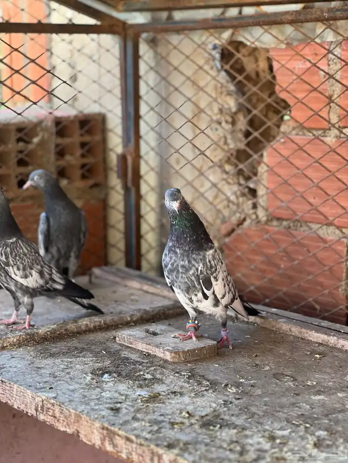 حمام بكساتني 7