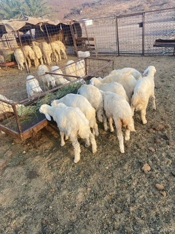 للبيع بهم تربيه 0