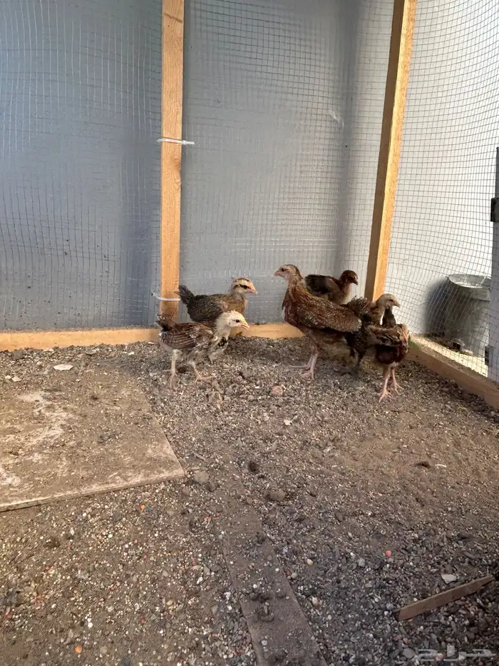 ديك للبيع على السوم و صيصان 3