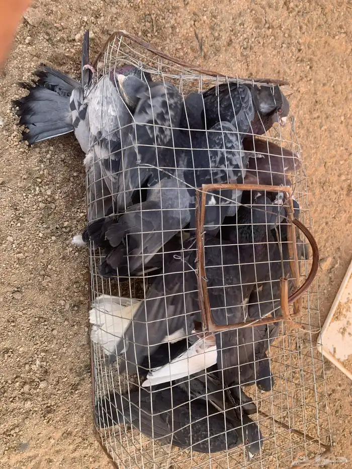 البيع حمام بلدي 0