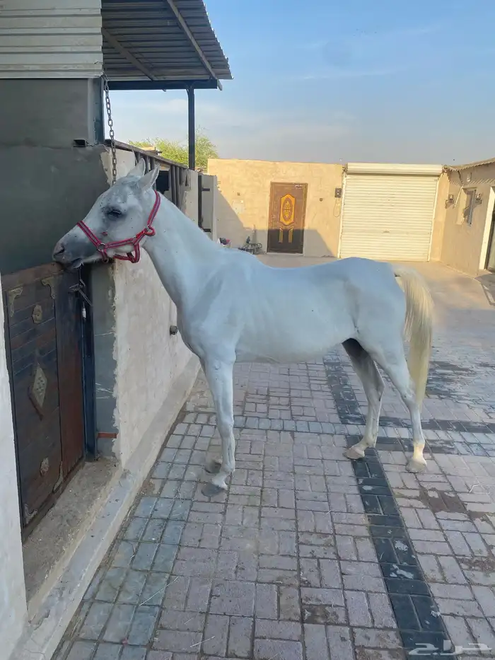 فرس لقاح ثقيل 1