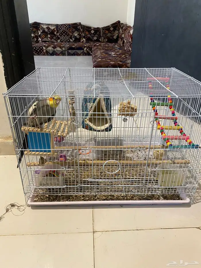 عصفور امزوني 0