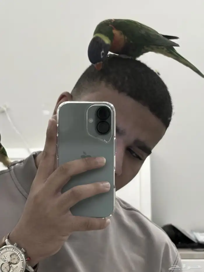 جوز بغبغاء رينبو لوري 7