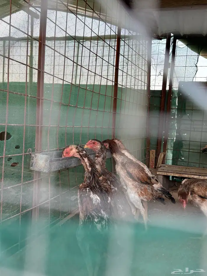 دجاج شامو ياباني 5