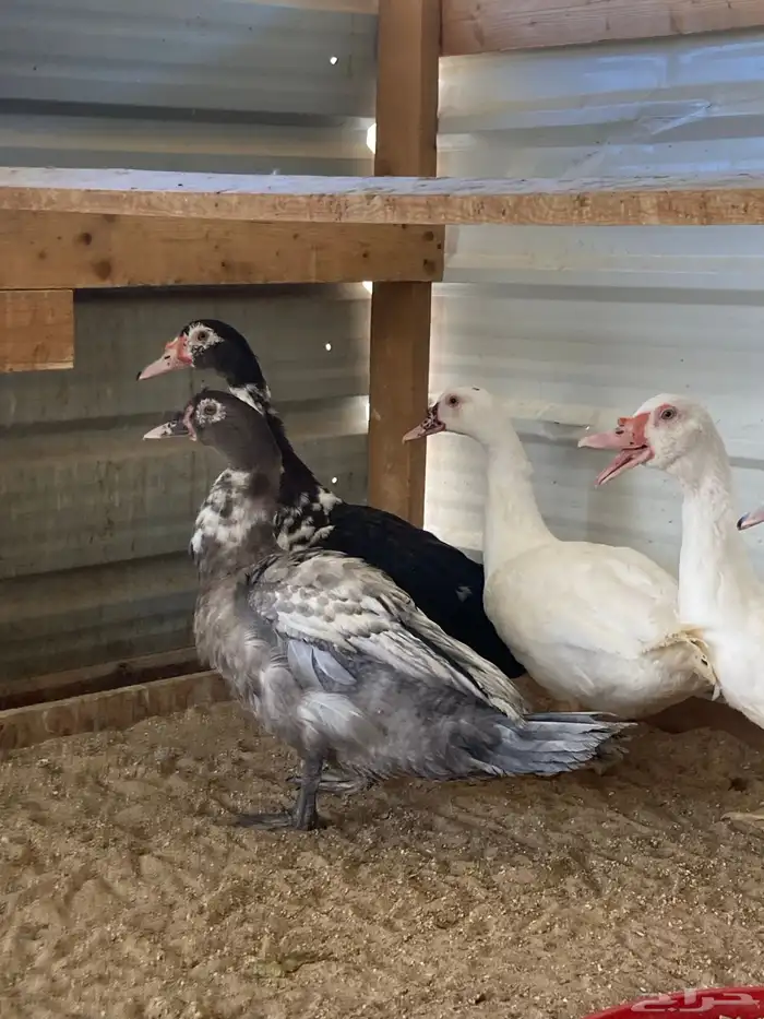 للبيع ذكور بط مصري 8