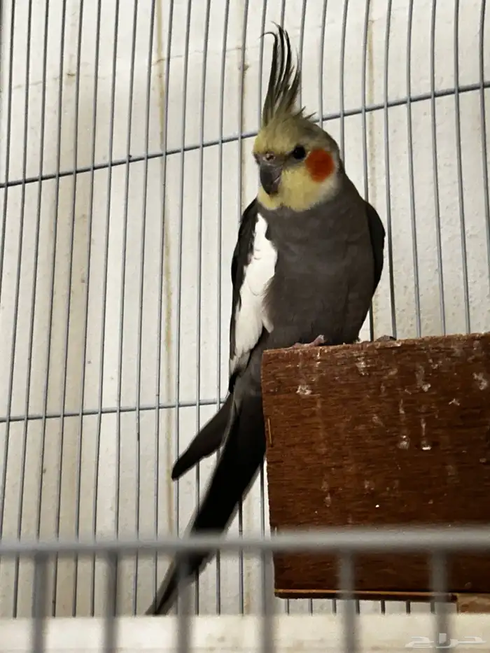 كروان وطيور حب 4