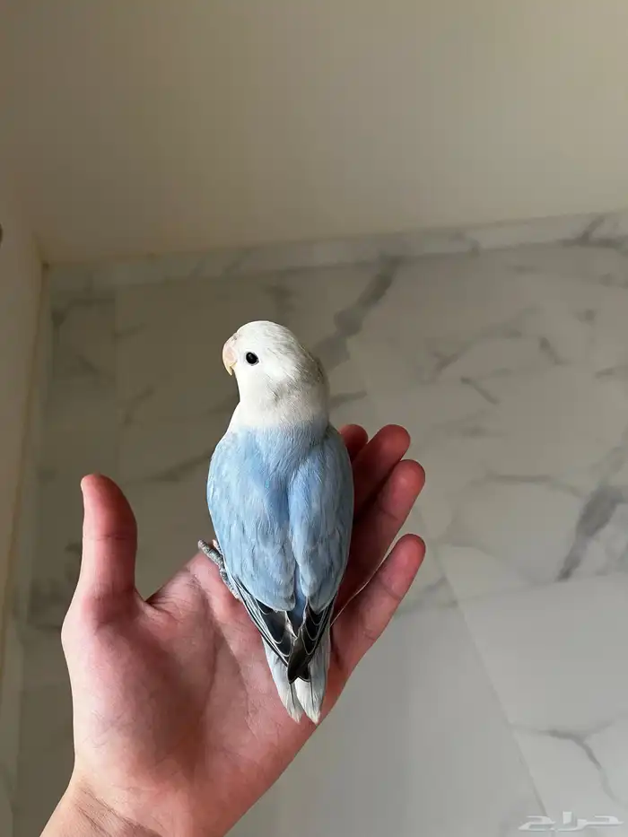 طير روز هدد 0