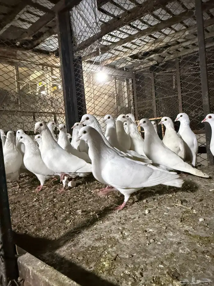 حمام  فرنسي 5