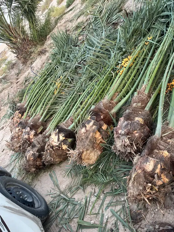 يوجدلديناجميع انواع انخل العربي والواشنطن ازينه للبيع 4