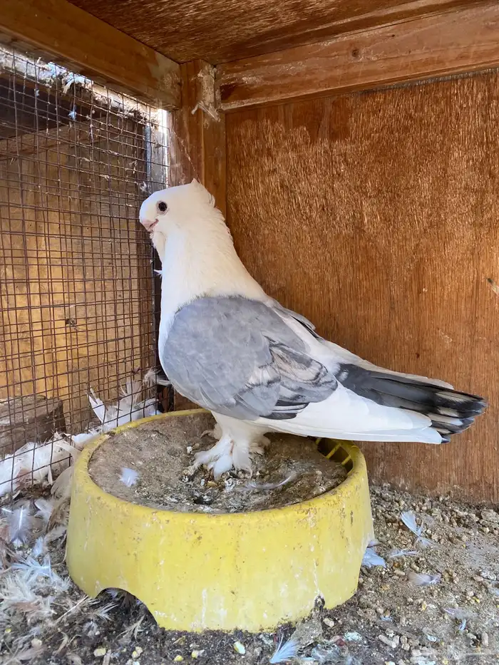 ستنايت ازرق 3