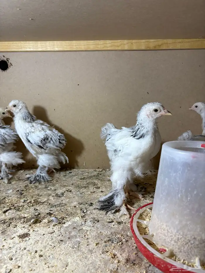 صيصان مستوى فاخر جدا جدا ما شاء الله تبارك الرحمن 3