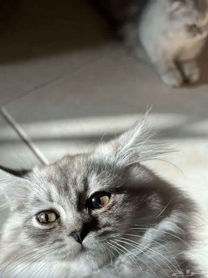 قطط سكوتش للبيع 8