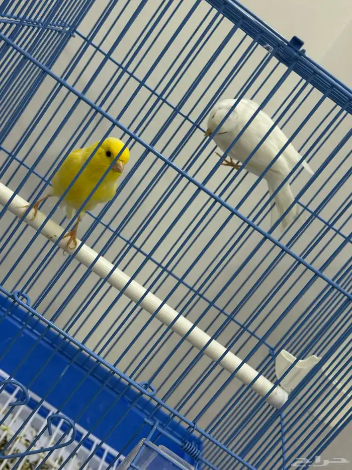 كناري سوري للبيع جوز 1