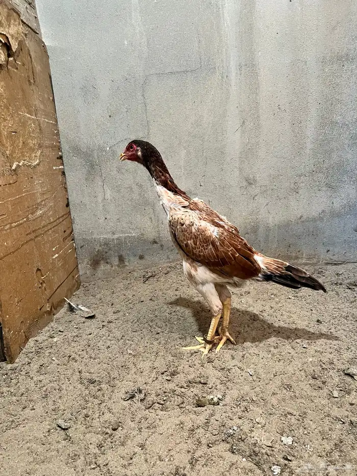 ديك برازيلي انتاج مستورد 6