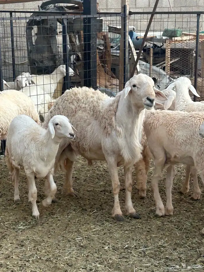 فحل حري مشروط 1