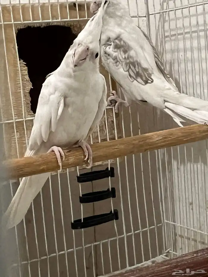 زوج هولندي 2