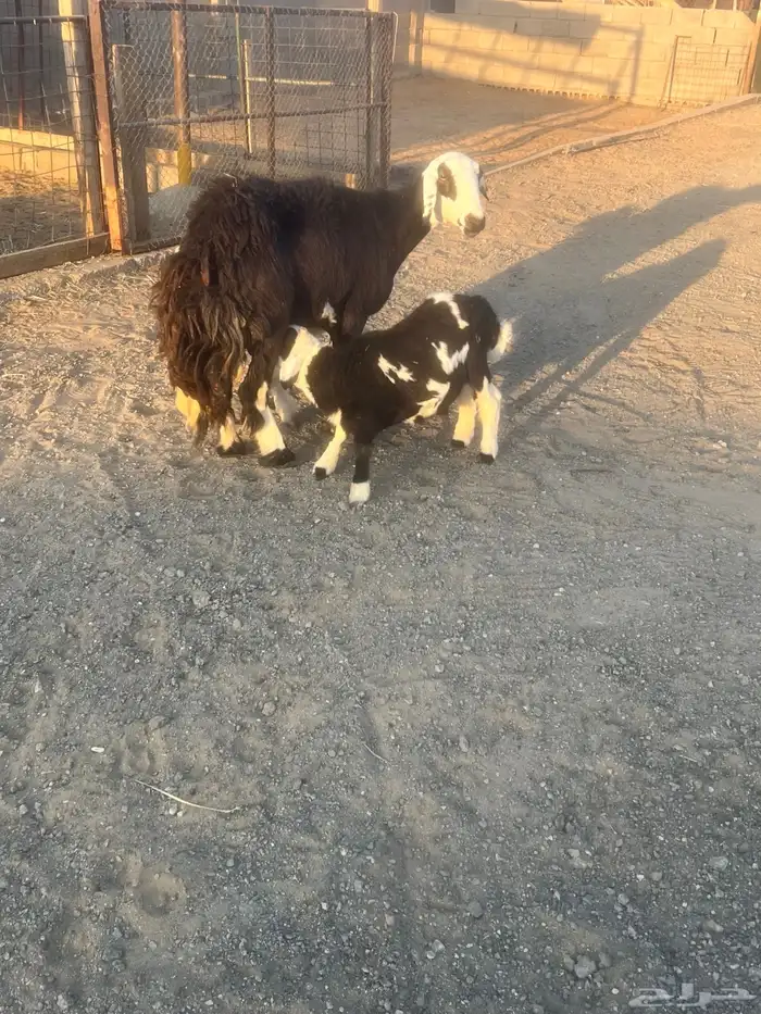 نجديه معها رخل وخروف 2