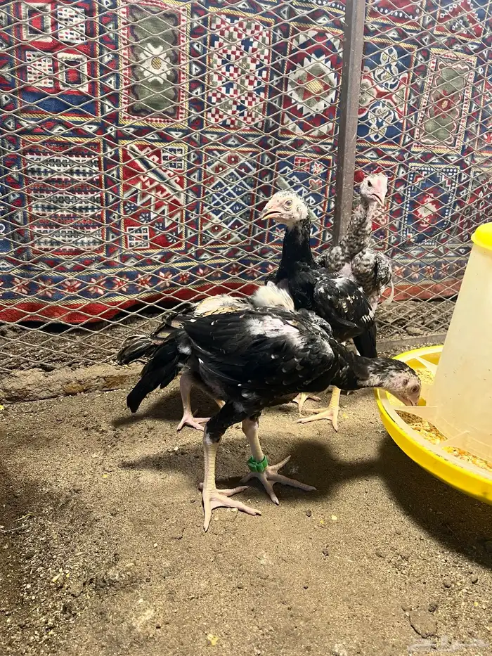 فروخ شامو ياباني 0