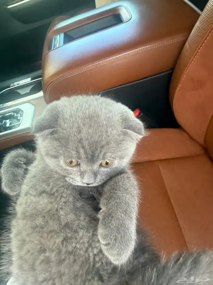 سكوتش اصلي 2