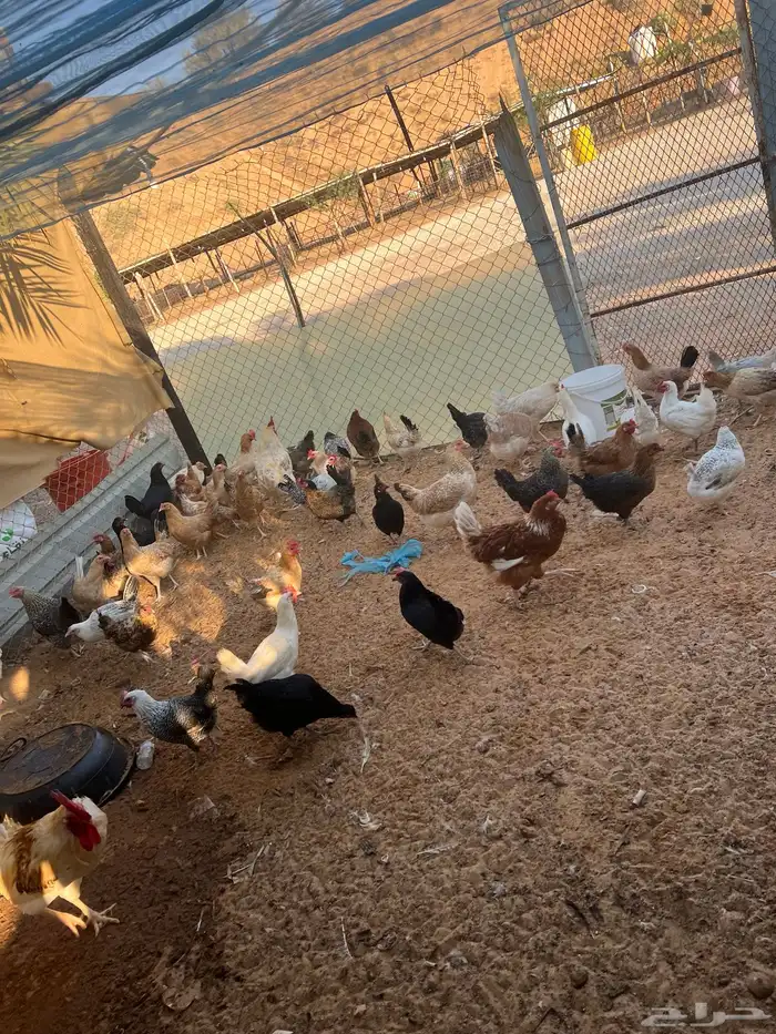 للبيع دجاج مشكل 15