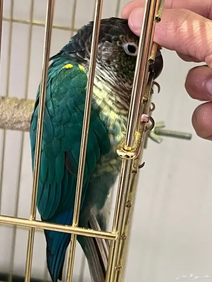 ببغاء كنيور 1