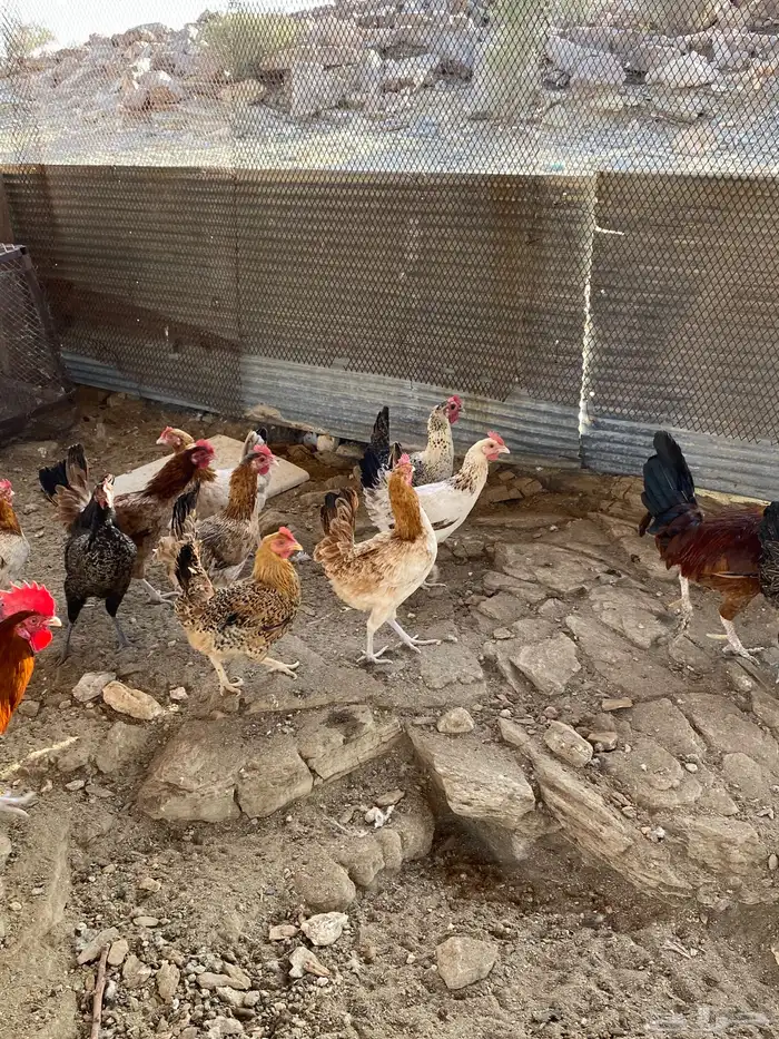 دجاج بلدي بياض شرط فواتح حمر 20