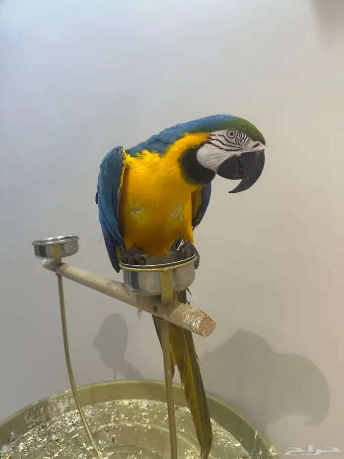 ببغاء مكاو 2