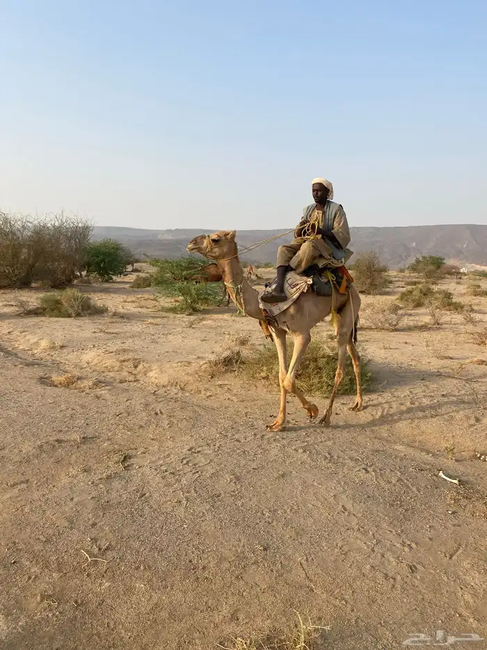 قعود ركبي سنه لقي 0