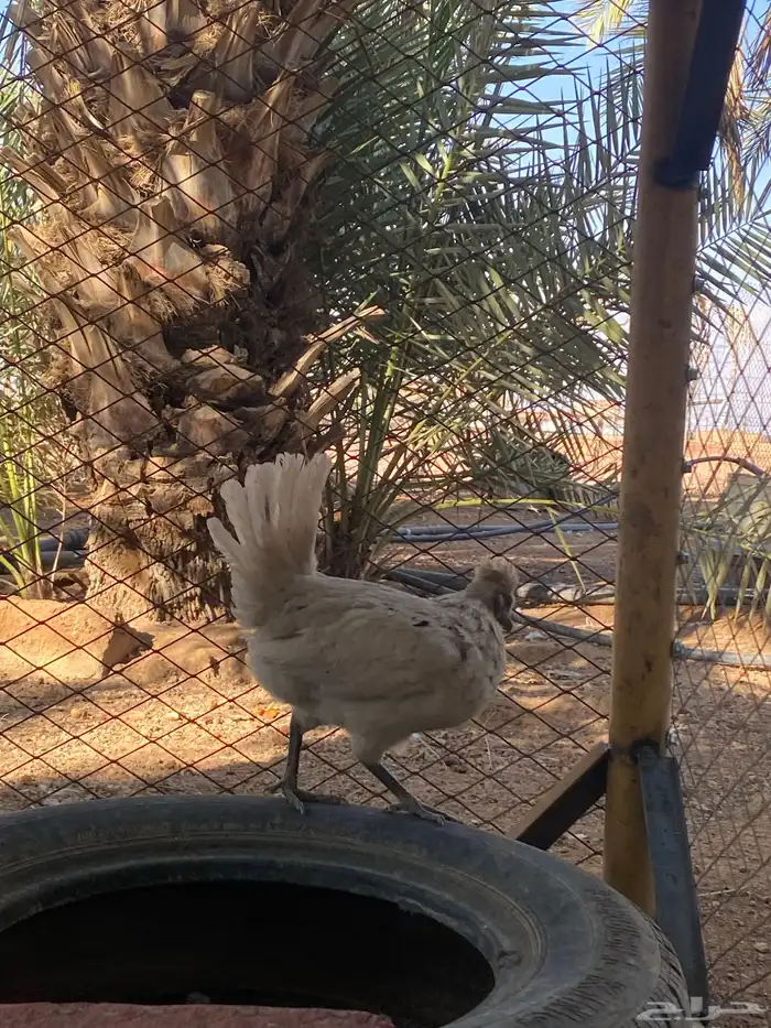 طلب ديك كويتي 0