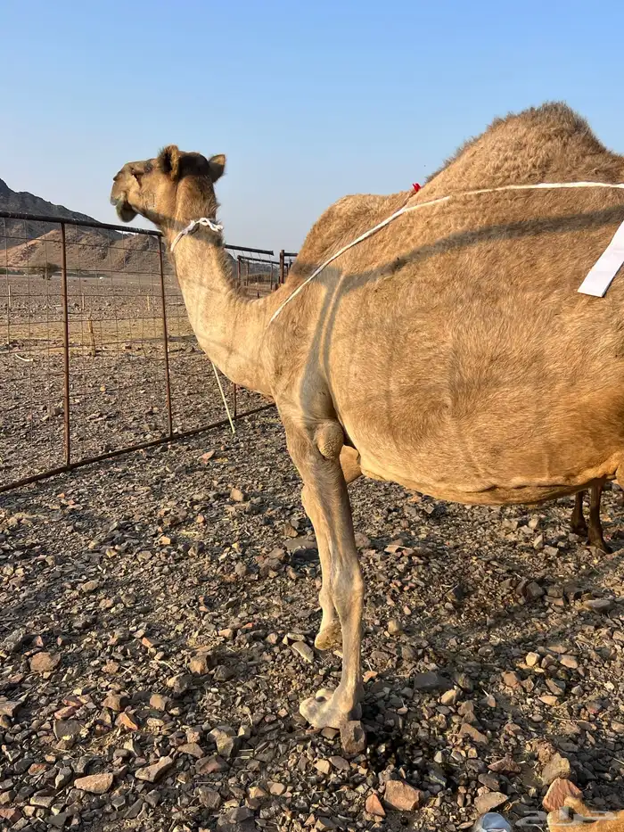 ساحليه تحتها بكره ناقه لبن ب 10500 يبلاش 3