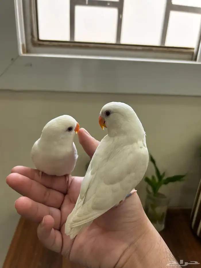 زوج روز البينو عيون حمراء 2