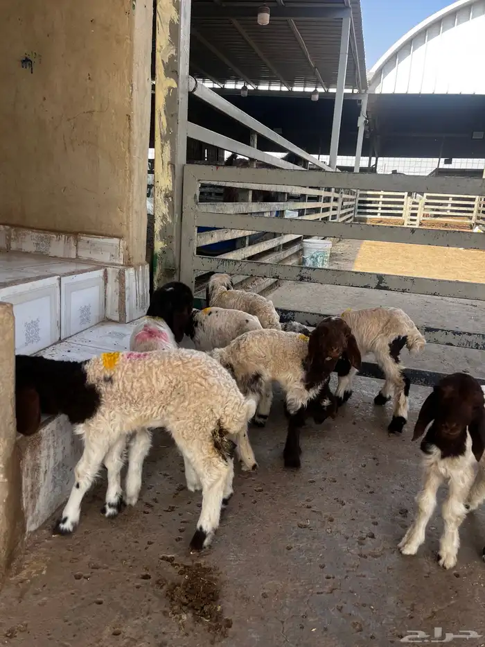 دواغير نعيم 0