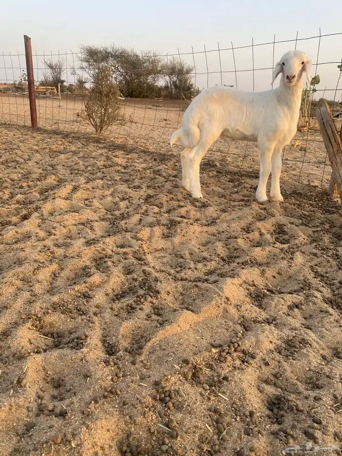 طلي ابرص مشروع فحل 0