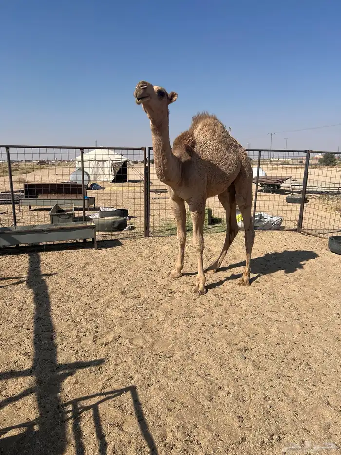 قعود باتل كفوي وامه كفوي 0